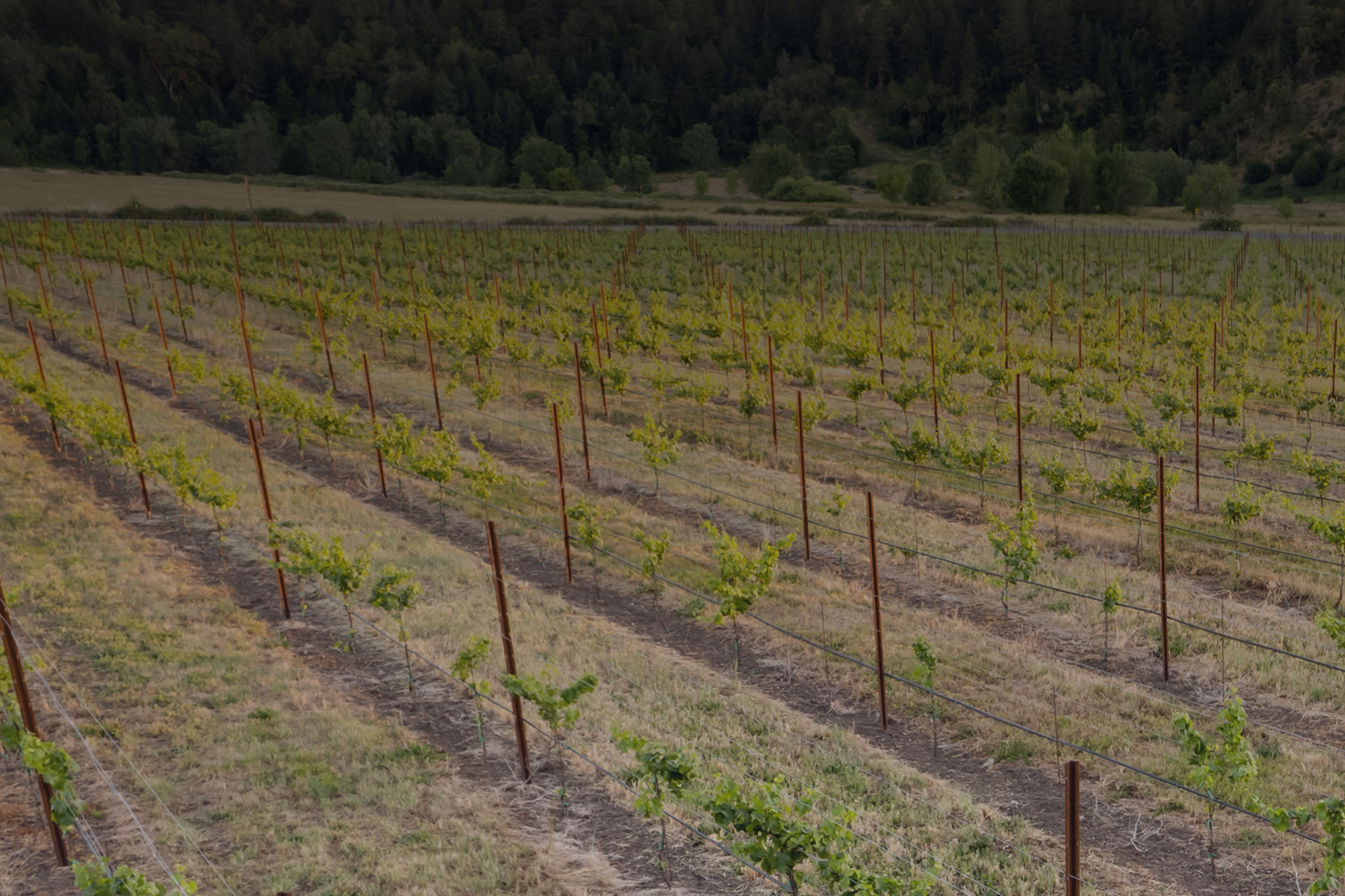 Richwine Vineyards tasting