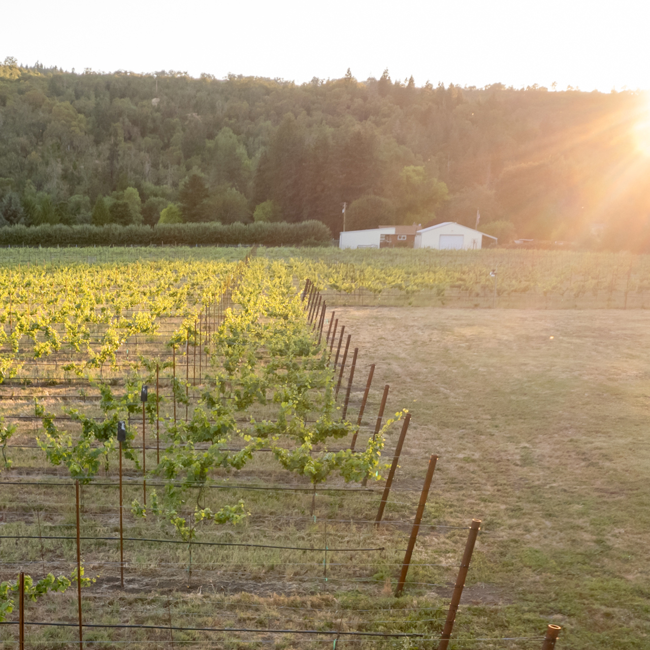 Richwine Vineyards vines and river